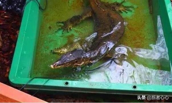 日本最危险的动物园,入园要签“生死状”,可以近距离接触动物