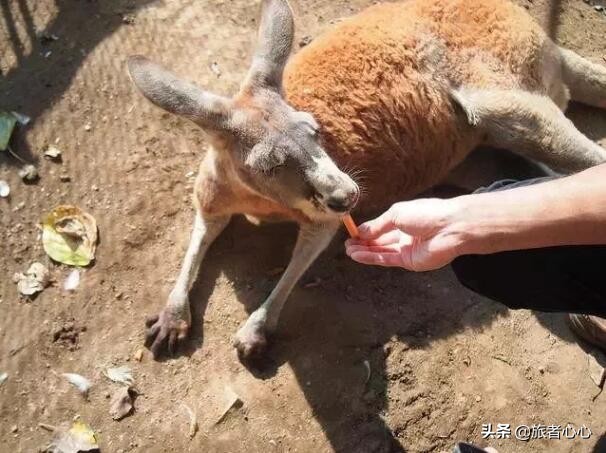 日本最危险的动物园，入园要签“生死状”，可以近距离接触动物