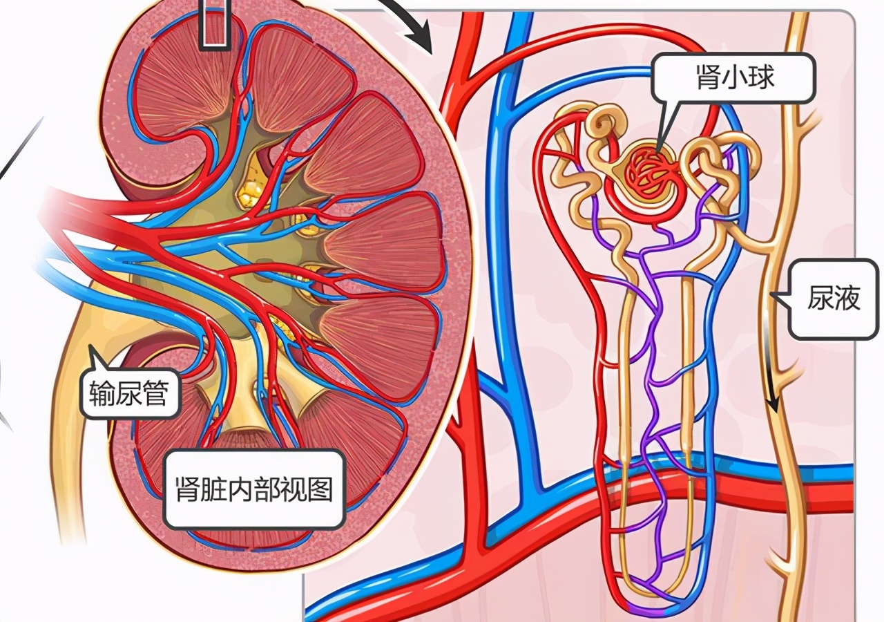 喝茶、喝白开水有区别吗,哪种更健康?肾内科医生一文给您说清楚