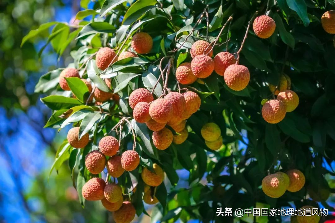 在福建,游客才去厦门,吃货都来漳州