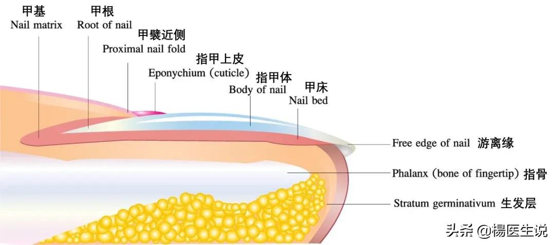 指甲上的“月牙”越多越健康?真的是这样吗?一次性说清楚!