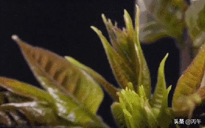肺气虚,百病生!这样养肺养足你的免疫力