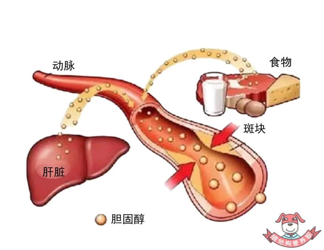 胆固醇越低越好?它的危害可比你想象中要严重