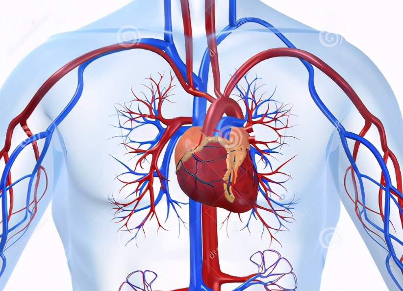 心血管堵塞怎么预防呢？