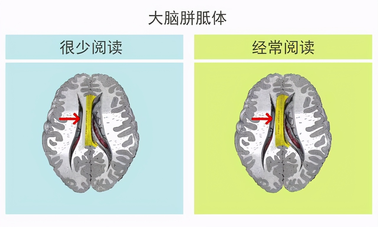 美国心理学家坦言:高智商儿童确实有共同点,但是和遗传关系不大