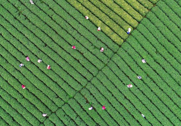 数字赋能文化加持 遂昌“五问”茶产业高质量发展