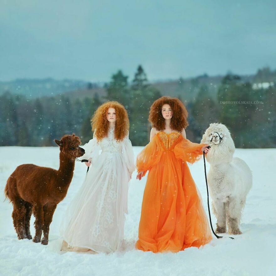 俄罗斯摄影师冰天雪地，拍摄60张美女与野兽，熊和老虎是标配