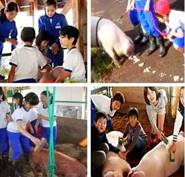 “亲手养大,亲手杀掉”,日本小学残忍教育引人不适,太血腥