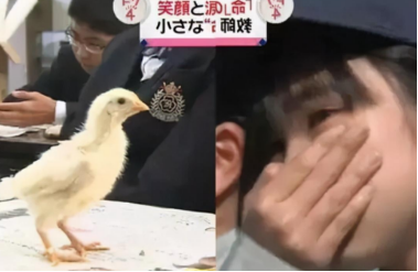 “亲手养大,亲手杀掉”,日本小学残忍教育引人不适,太血腥