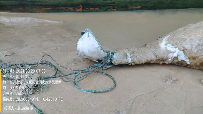 江豚尾部被废弃渔具缠绕(央广网发 志愿者供图)