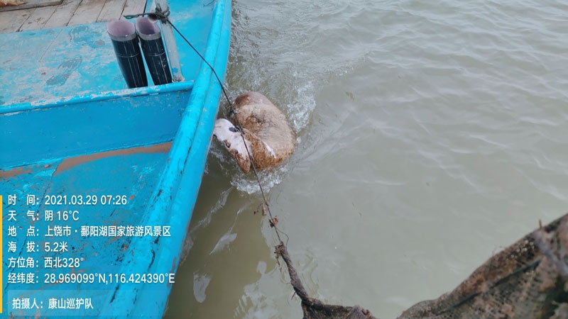 江西鄱阳湖余干县康山水域发现死亡的江豚(央广网发 志愿者供图)