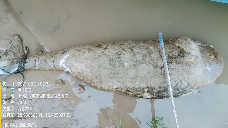 江豚已经腐烂(央广网发 志愿者供图)