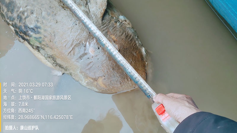 初步判断是一头成年江豚(央广网发 志愿者供图)