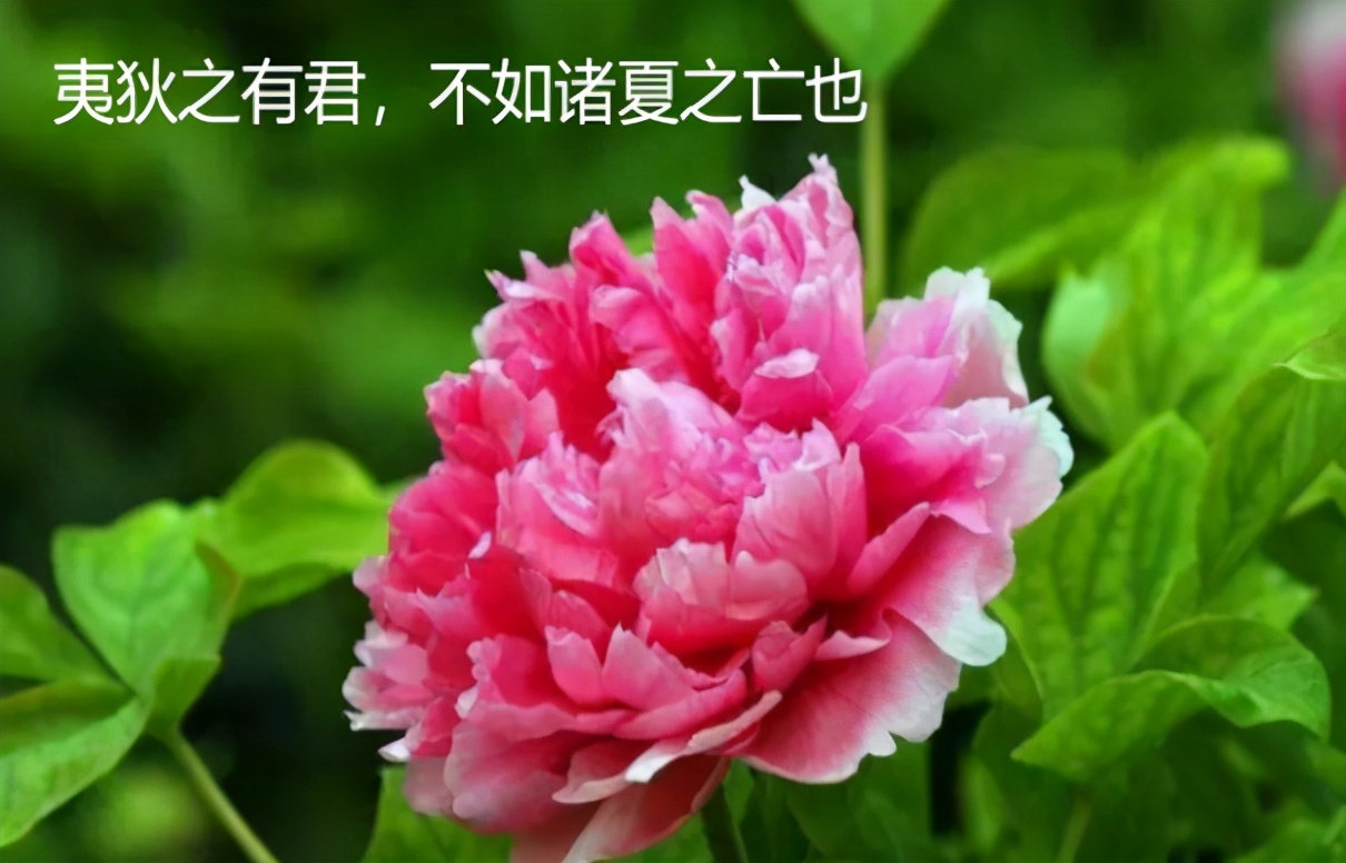 《论语》|文化是一个民族延续的血脉