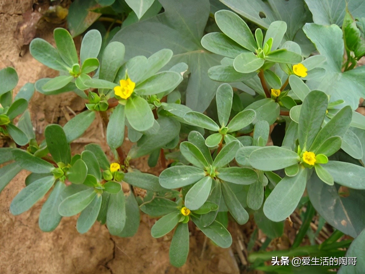 春季养肝,尽量多吃这4物,排肝毒清肝火,附健康美味的食谱给你