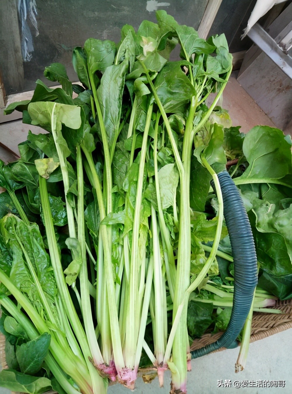 春季养肝,尽量多吃这4物,排肝毒清肝火,附健康美味的食谱给你