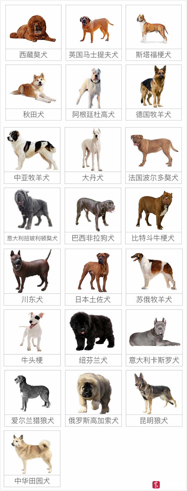 禁养犬 本文图均为 红星新闻 图